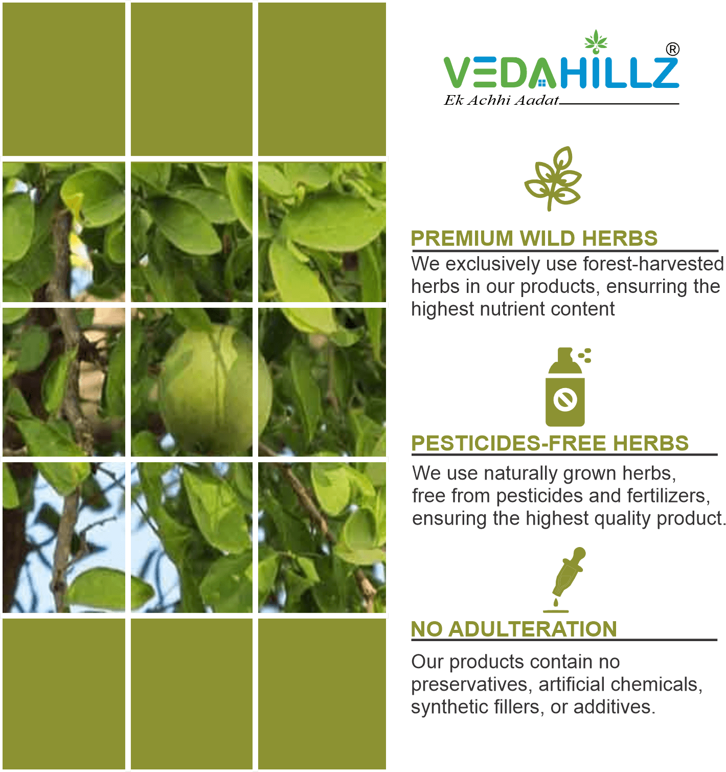 Vedahillz Beal Patra Powder for Natural Wellness and Immunity Made from Selected Bael Leaves